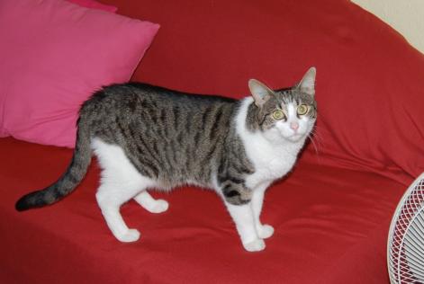 Disappearance alert Cat Female , 20 years Dompierre-les-Ormes France