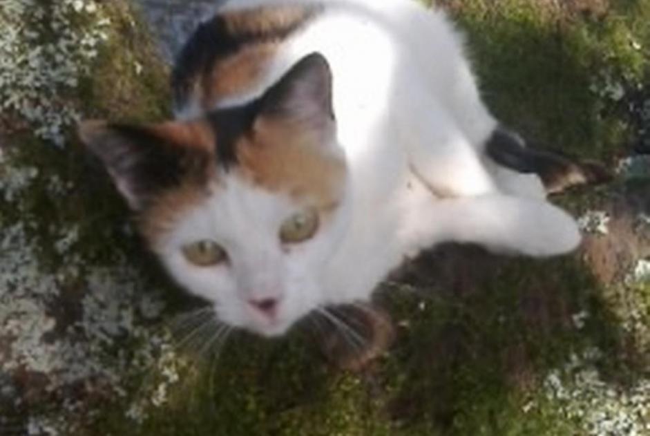 Disappearance alert Cat  Female , 6 years Dompierre-les-Ormes France