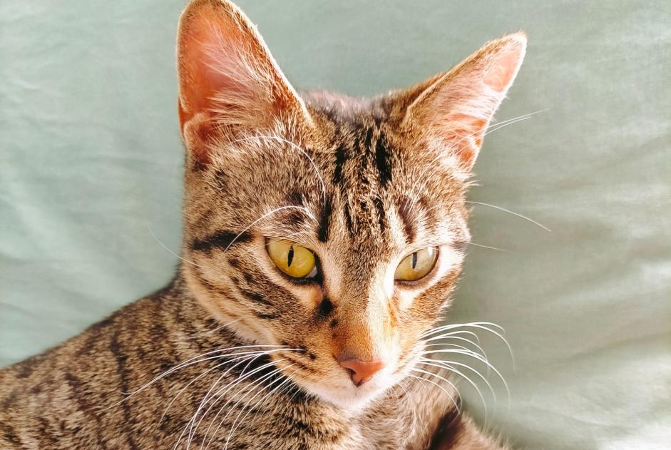 Discovery alert Cat Female Chalon-sur-Saône France