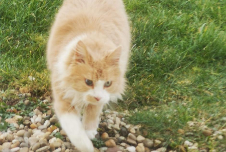 Discovery alert Cat Unknown Couches France