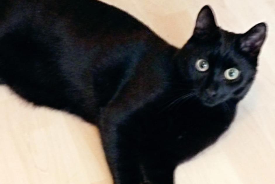 Disappearance alert Cat Male , 1 years Cluny France