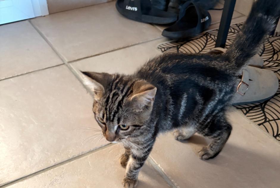 Alerta de Hallazgo Gato Macho Farges-lès-Mâcon Francia Alerta de Hallazgo Gato Macho Farges-lès-Mâcon Francia