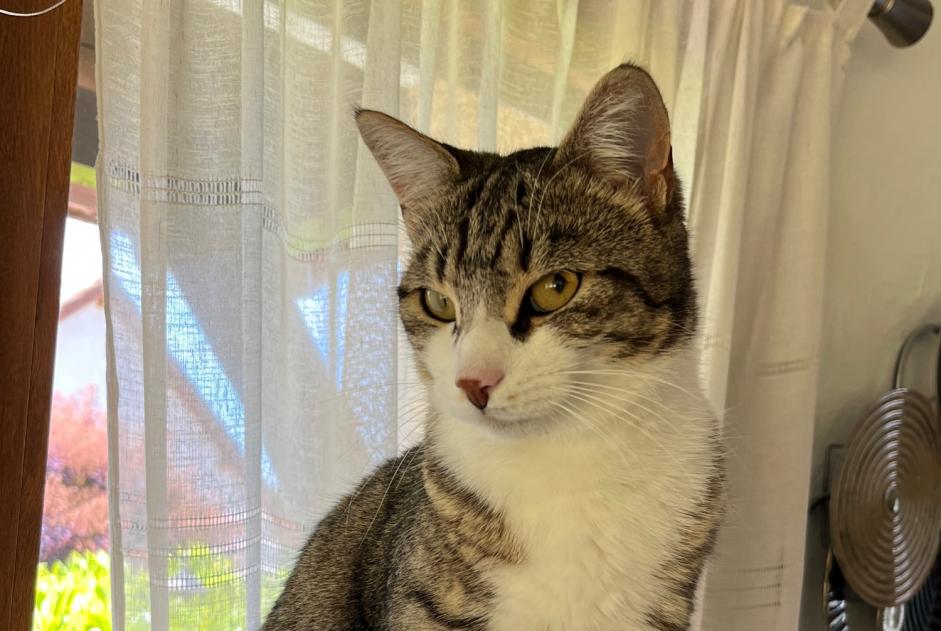 Alerte Disparition Chat Femelle , 2 ans Louhans France Alerte Disparition Chat Femelle , 2 ans Louhans France