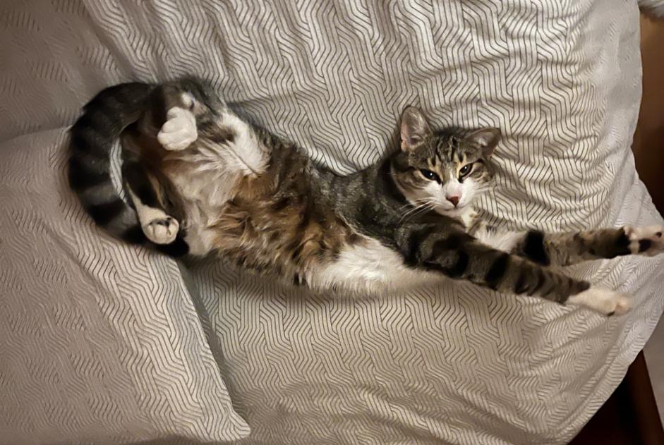 Alerte Découverte Chat Femelle Louhans France