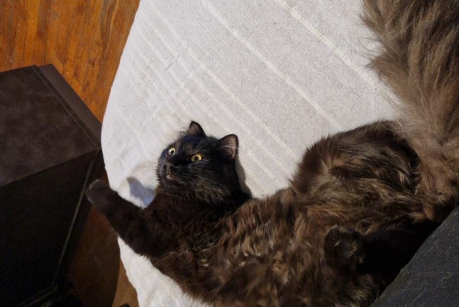 Alerte Disparition Chat Mâle , 1 ans Romanèche-Thorins France Alerte Disparition Chat Mâle , 1 ans Romanèche-Thorins France