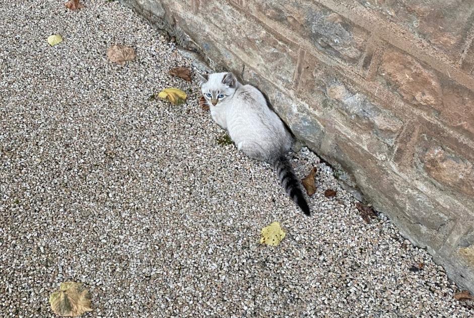 Alerte Découverte Chat croisement  Mâle Charolles France