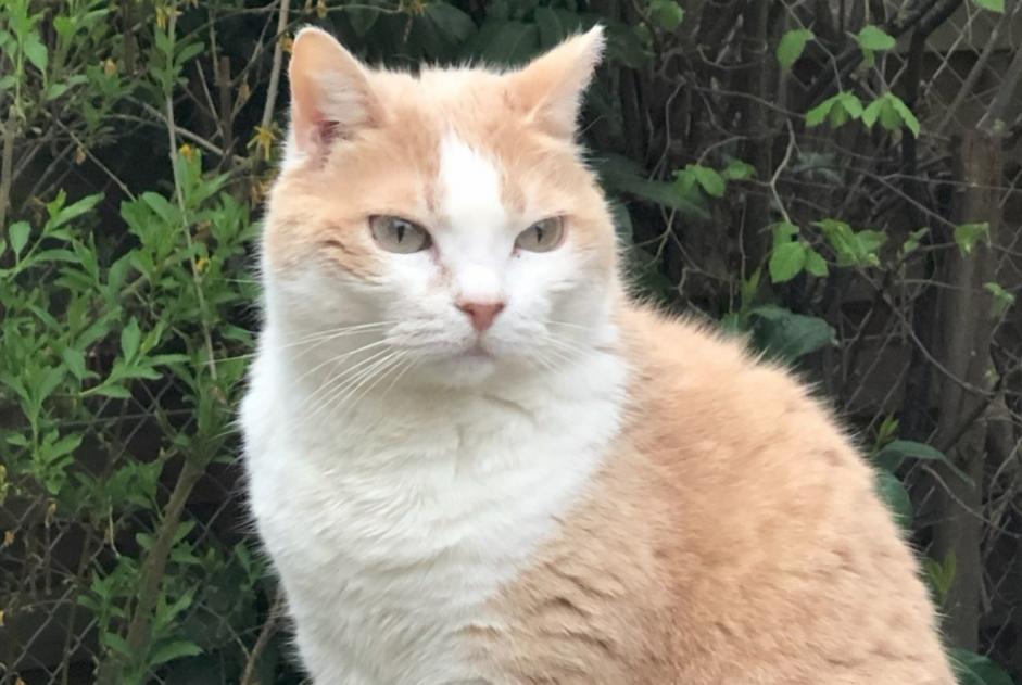 Alerte Disparition Chat Femelle , 11 ans Montceau-les-Mines France
