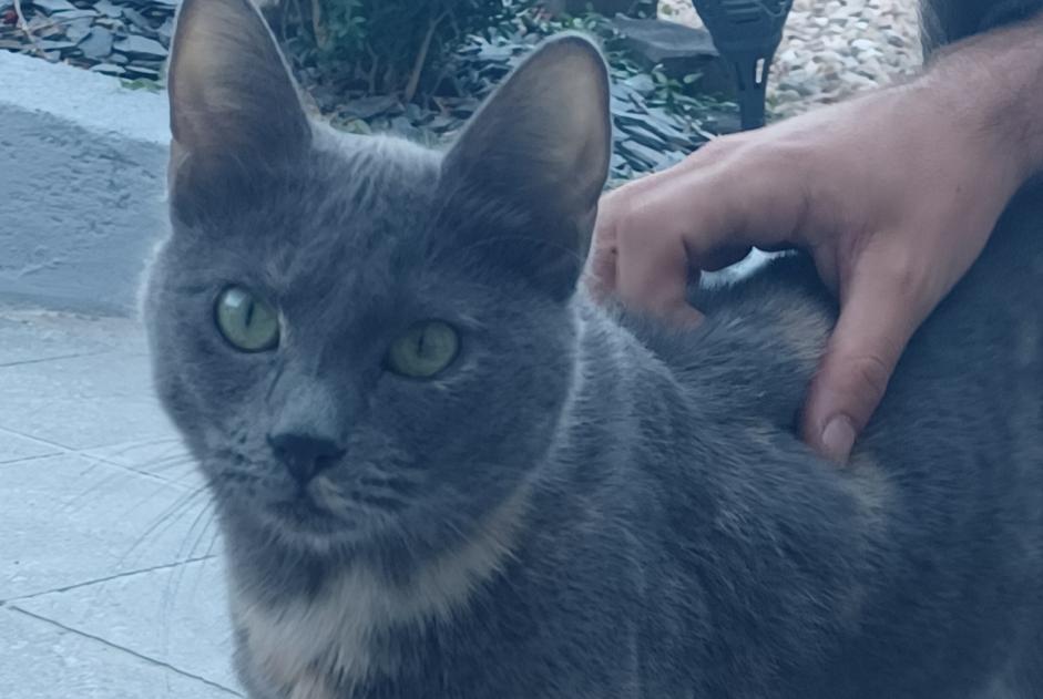 Alerte Découverte Chat Inconnu Autun France