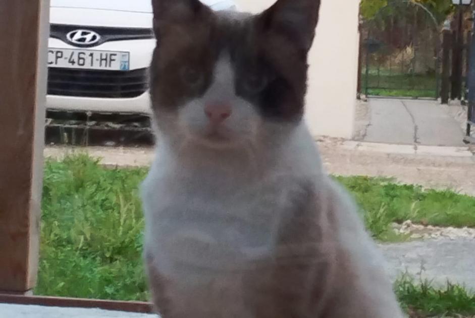 Alerte Découverte Chat Inconnu Sornay France