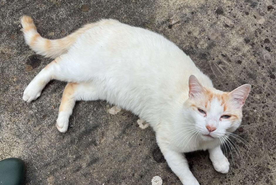 Verdwijningsalarm Kat Mannetje , 2 jaar Verosvres Frankrijk