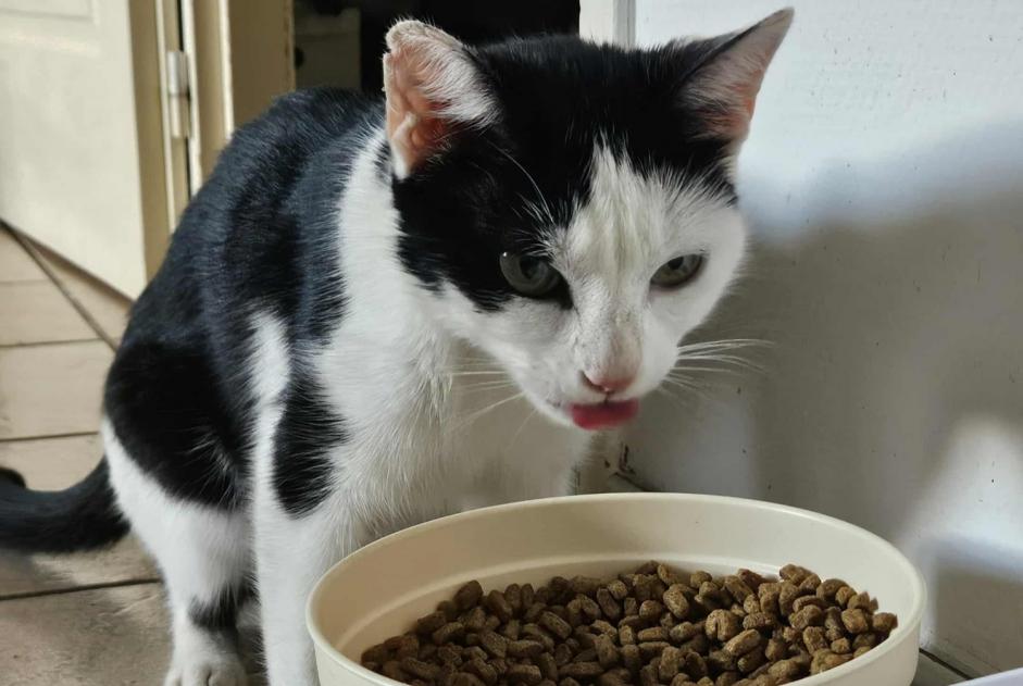 Ontdekkingsalarm Kat Vrouwtje Dampierre-en-Bresse Frankrijk