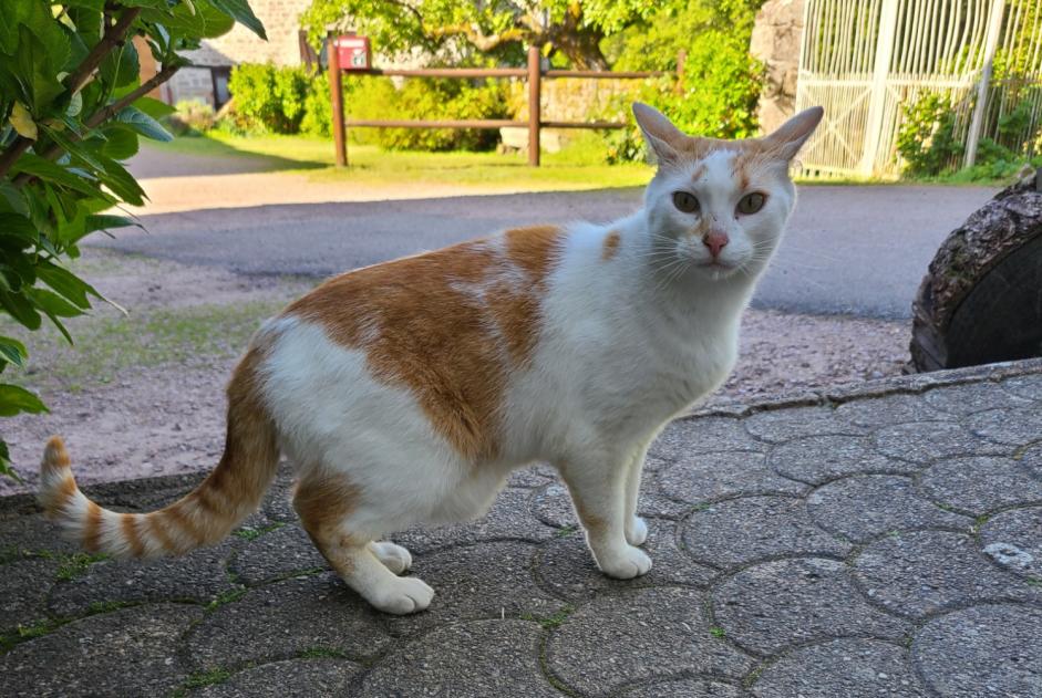 Alerta descoberta Gato Macho , 7 anos Mesvres France Alerta descoberta Gato Macho , 7 anos Mesvres France
