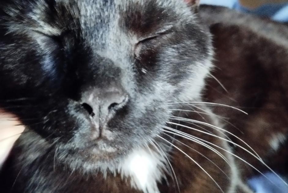 Alerta descoberta Gato Macho , Entre 7 e 9 meses Chalon-sur-Saône France