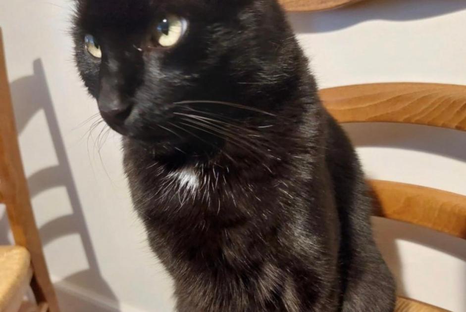 Alerta desaparecimento Gato Macho , 7 anos Charnay-lès-Mâcon France